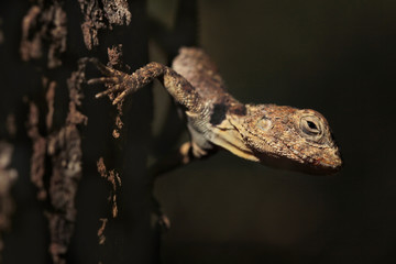 Stellagama stellio - Starred agama lizard
