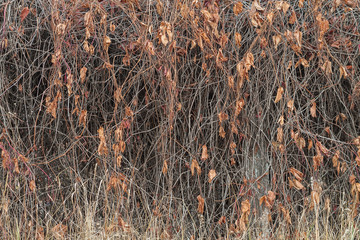 Creepers and dead leaves