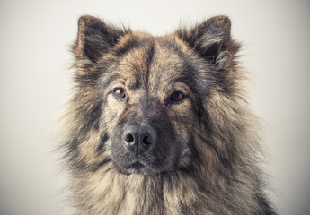 A portrait of an Eurasier dog