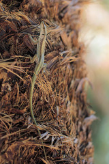 Lacerta oertzeni - adult, selective focus on head and body