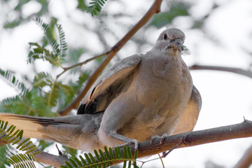 Arizona most common and widely occurring game bird, the Mourning Dove on Mesquite Tree