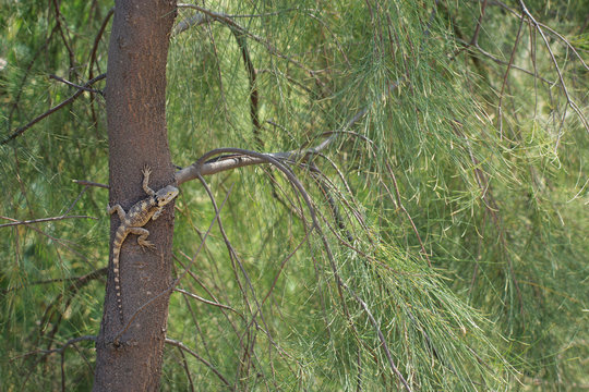 Stellagama stellio - Starred agama lizard