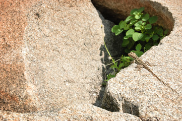 Little lizard on stones of ancient ruins in Hampi, Karnataka, India.