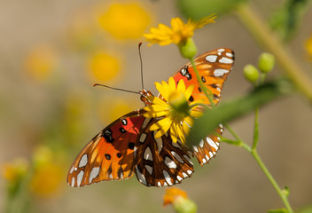 Naklejka premium Gulf Fritillary Butterfly