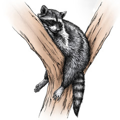 engrave raccoon illustration © doublebubble_rus