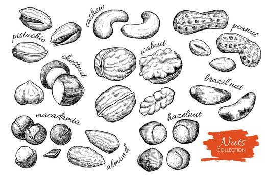 Vector hand drawn nuts set. Engraved collection