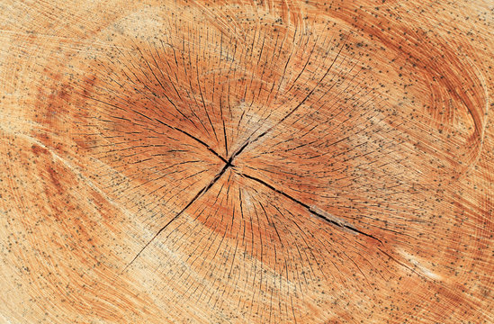 textura de madera cortada  9287-f15 