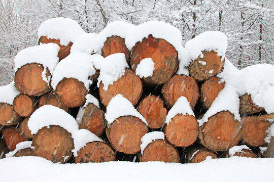 madera cortada invierno troncos en la nieve 9287-f15