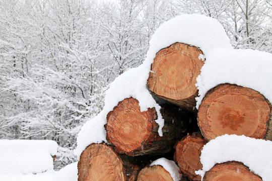 madera cortada invierno troncos en la nieve 9332-f15