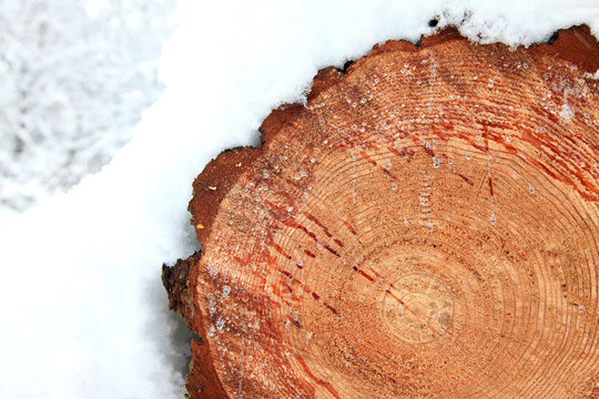 madera cortada invierno tronco en la nieve 9360-f15