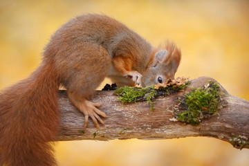 Red squirrel in fall, looking hard for his nut