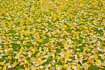 Autumn fallen leaves