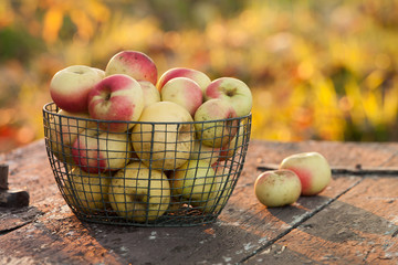 Freshly harvested apples on a table