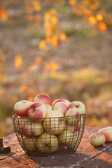 Freshly harvested apples in autumn