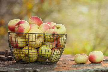 Freshly harvested apples on a table