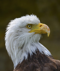 Weißkopfseeadler - Wappentier der USA