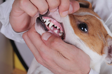 The veterinarian checks teeth to a dog.