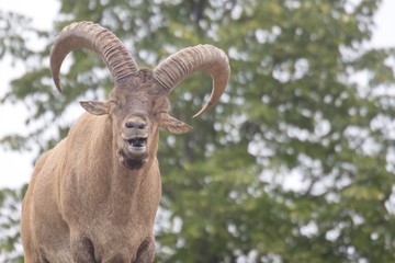 Ram