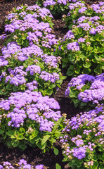 Floss flower Awesome leilani blue or ageratum blue bouque 