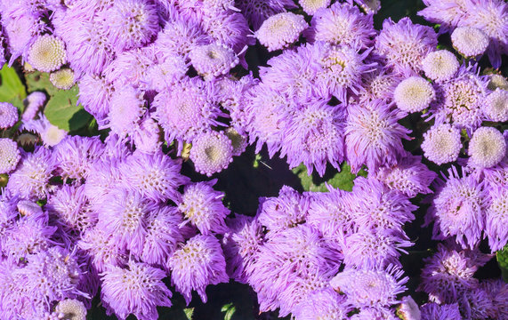 Floss flower Awesome leilani blue or ageratum blue bouque in  ba