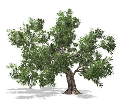 olive tree with white background