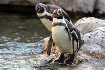 Obraz premium Pinguin