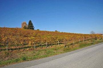 Obraz premium I vigneti delle Langhe - Piemonte