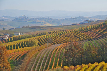 I vigneti delle Langhe - Piemonte