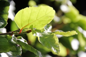 Green leaven on summer
