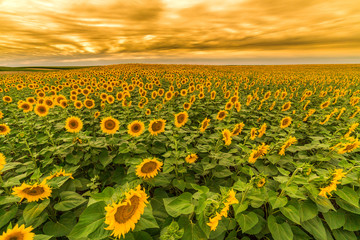 Sunflower field at dawn in flowering stage