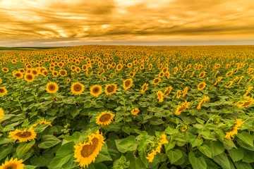 Acrylic prints Sunflower Sunflower field at dawn in flowering stage