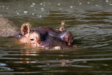 Fototapeta premium Nilpferd
