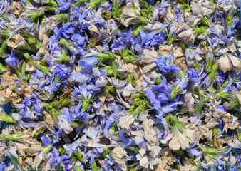 Dried chicory