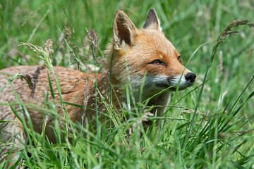 Red Fox (Vulpes Vulpes)/Red Fox in deep green grass