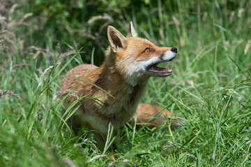 Red Fox (Vulpes Vulpes)/Red Fox in deep green grass