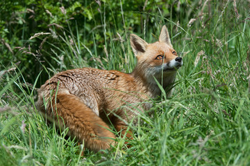 Naklejka na ściany i meble Red Fox (Vulpes Vulpes)/Red Fox in deep green grass