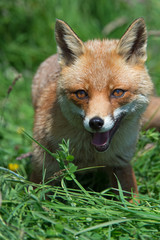 Red Fox (Vulpes Vulpes)/Red Fox in deep green grass