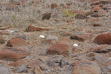 Abandoned Albatross Eggs on a Remote Island