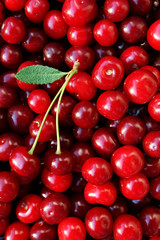 ripe cherries with a leaf
