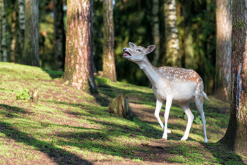 Fototapete bei efototapeten.de bestellen