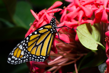 Fototapeta na wymiar Colorful Butterfly 