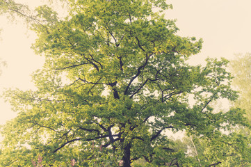 Ancient oaks leafy treetop