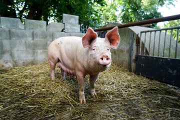 Outdoor-Schweinehaltung, alte Sau im Auslauf