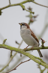 kleiner Spatz 