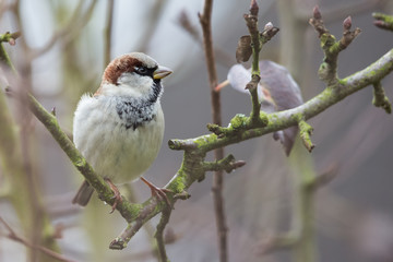 kleiner Spatz 