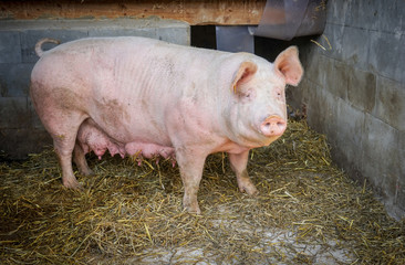 Outdoor-Schweinehaltung, alte Sau draußen vor eingestreuter Hütte