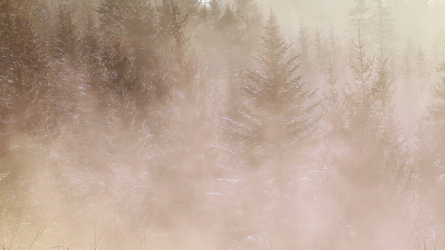 Morning fog flows between pine tops, Zakopane, Poland