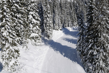 Ski slope in a snowy forest