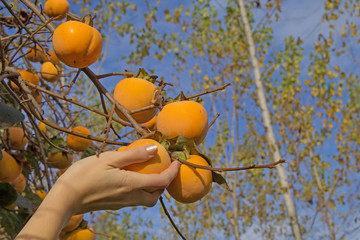 raccolta dei cachi