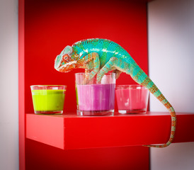 Chameleon © oleg_mj